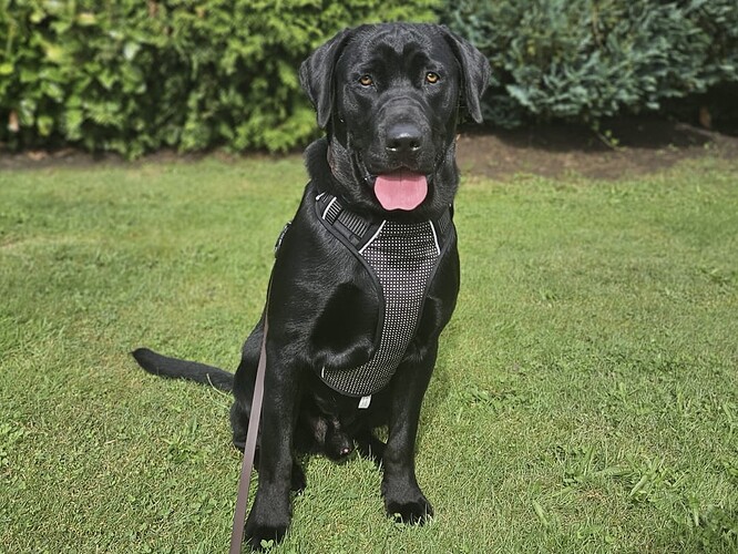 Dexter-ProRetriever