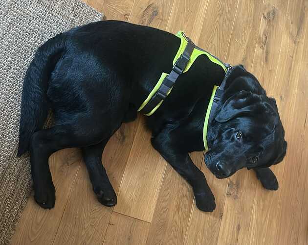 Carlo - Labrador Retriever - Proretriever - Tierschutz