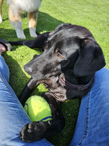 Lenny ProRetriever 1