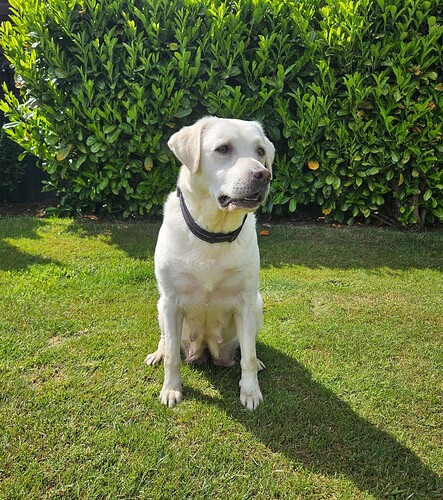 Nuri 2 retriever