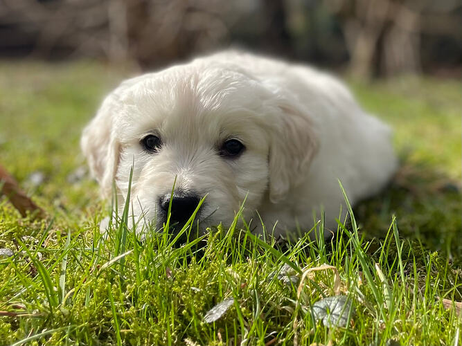 Wilma-GoldenRetriever-ProRetriever