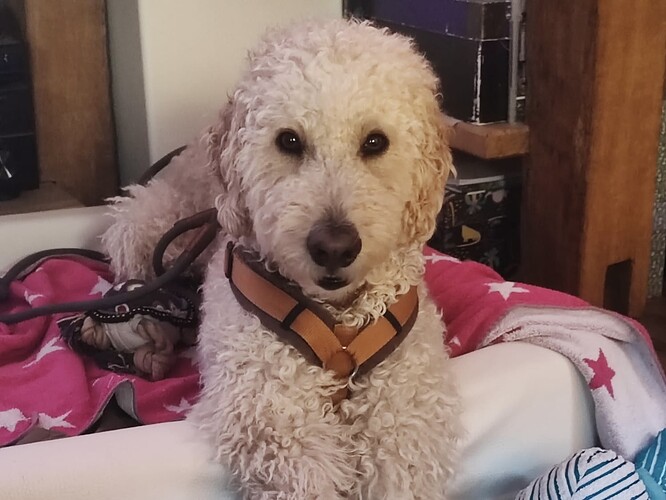 Simba-Standard-Doodle-ProRetriever