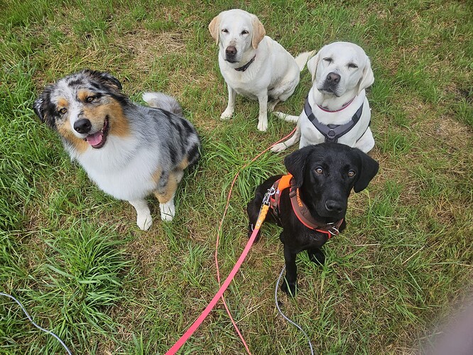 Lenny ProRetriever 2