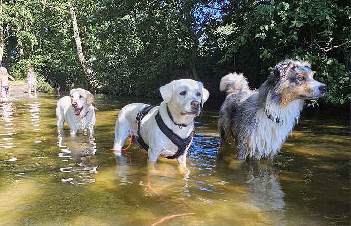 Nuri See ProRetriever