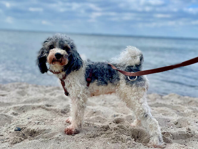 Fanny am Meer